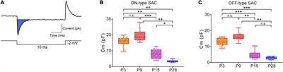 Starburst amacrine cells form gap junctions in the early postnatal stage of the mouse retina